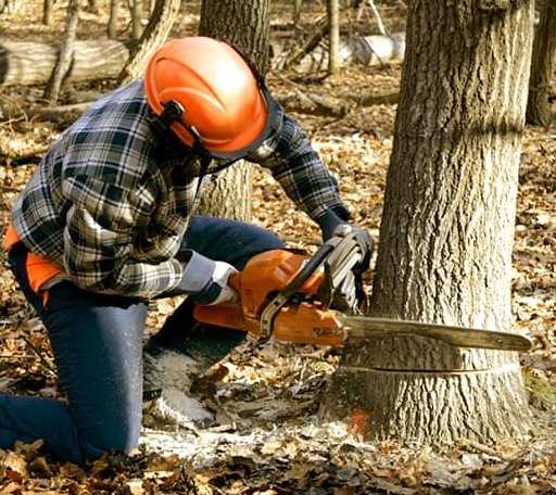 Tree Removal in Mclean, IL